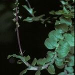 Crepidium commelinifolium Flower
