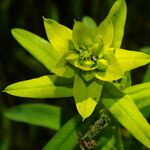 Euphorbia esula Leaf