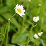 Leucanthemum ircutianum Hábito