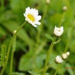 Leucanthemum ircutianum Hàbitat