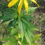 Rudbeckia laciniata 花