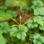 Coptis trifolia Owoc