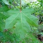 Acer campestre पत्ता