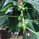 Ficus luschnathiana Плод