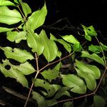 Mouriri oligantha Leaf