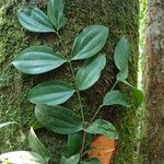 Warneckea jasminoides ᱥᱟᱠᱟᱢ