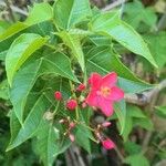 Jatropha integerrimaBlomst