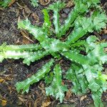 Asplenium scolopendrium Pokrój