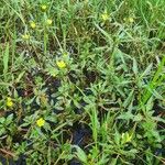 Ludwigia adscendens Habitus