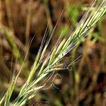 Festuca myuros Floare