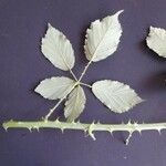 Rubus winteri Blad