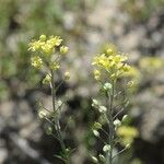 Lepidium jaredii Habit