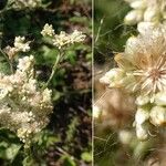 Pseudognaphalium undulatum Blüte