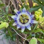 Passiflora caeruleaLorea