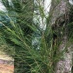 Casuarina glauca Levél