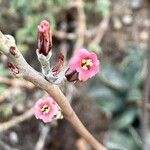 Adromischus cooperi Кветка