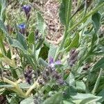 Anchusa italica Leaf