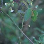 Oxalis barrelieri Froito