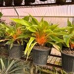 Chlorophytum orchidastrum Leaf
