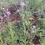 Cleome allamanii 整株植物