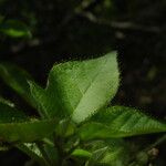 Croton ciliatoglandulifer Blad