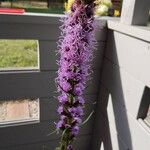 Liatris spicata 花