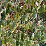Diospyros virginiana Hoja