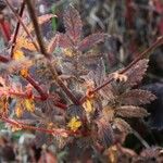 Agrimonia eupatoria Blatt