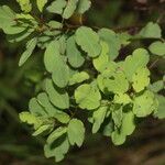 Porophyllum punctatum Leaf