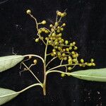 Ehretia acuminata 形态