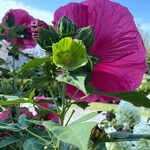 Hibiscus palustris Other