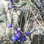 Polygala microphylla Fiore