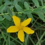 Hypericum australe Floare