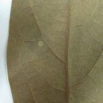 Licaria chrysophylla 其他