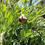 Paeonia californica Õis