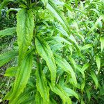 Solidago altissima Blatt