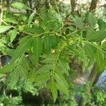 Fraxinus angustifolia ᱥᱟᱠᱟᱢ