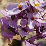 Iberis linifolia Flower