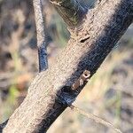 Sesbania drummondii Bark