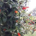 Manettia luteorubra Flor