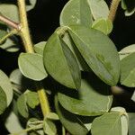 Crotalaria incana Folha