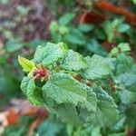 Cistus populifolius Likasa