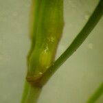 Zannichellia palustris Çiçek