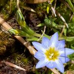 Gentiana sedifolia Flor