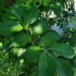 Sambucus nigra Blatt