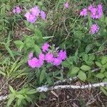 Phlox carolina Flower