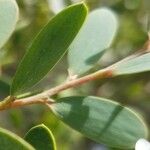 Leptospermum laevigatum Blad