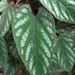 Cissus discolor Folha