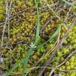 Allium chamaemoly Συνήθη χαρακτηριστικά
