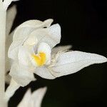 Cephalanthera austiniae Flower